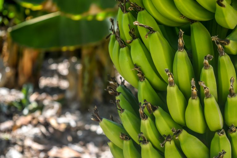 recios del banano ya no cubren los crecientes costos laborales, logísticos y de certificación en América Latina